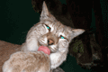 2006-lince